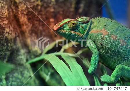 Panther Chameleon Panther Chameleon 104747447