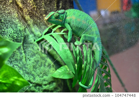 Panther Chameleon Panther Chameleon 104747448