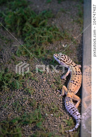 Leopard gecko Leopard gecko 104747487