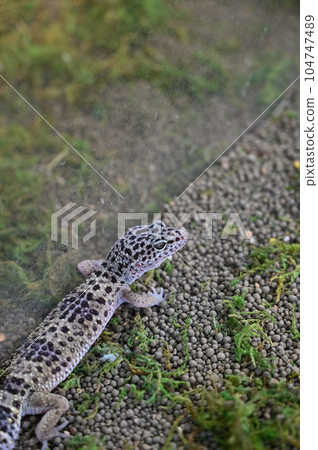 Leopard gecko 104747489