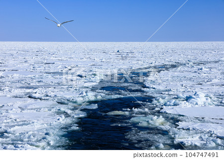 鄂霍次克海的流冰和藍天飛翔的海鷗 104747491