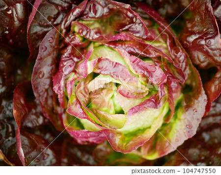Lettuce farm red Romaine close-up cos Rossa harvest butterhead food Verona market shop supermarket green box red Lactuca sativa bio cut farmer farming agricultural vegetables harvesting garden leaf Lettuce farm red Romaine close-up cos Rossa harvest butterhead food Verona market shop supermarket green box red Lactuca sativa bio cut farmer farming agricultural vegetables harvesting garden leaf 104747550