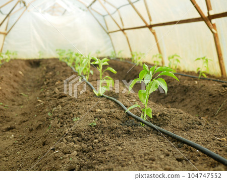 Pepper greenhouse capsicum annuum seedling foil young planting bio green jalapeno farm grow fresh plant plantation chile detail close-up field land with bell sweet growing vegetable cultivars Pepper greenhouse capsicum annuum seedling foil young planting bio green jalapeno farm grow fresh plant plantation chile detail close-up field land with bell sweet growing vegetable cultivars 104747552
