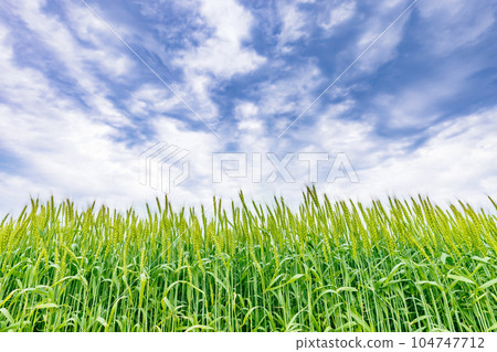 新鮮的大麥，美麗的綠色 104747712