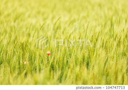 Fresh barley with a beautiful green color 104747713