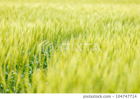 新鮮的大麥，美麗的綠色 104747714