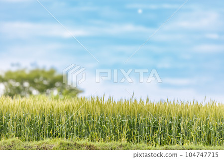 Fresh barley with a beautiful green color Fresh barley with a beautiful green color 104747715