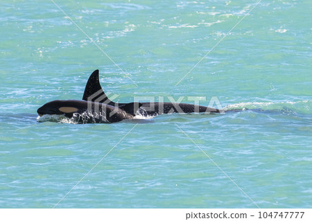Orca family with baby,Punta Norte nature reserve, Patagonia,Argentina 104747777