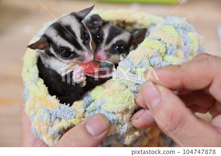 可愛的蜜袋鼯寶寶吃果凍 可愛的蜜袋鼯寶寶吃果凍 104747878