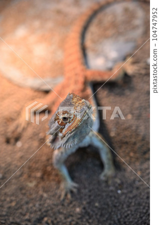 Hoop bearded lizard Hoop bearded lizard 104747952