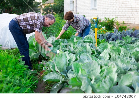 family mature farmers take care of cabbage in the garden family mature farmers take care of cabbage in the garden 104748007
