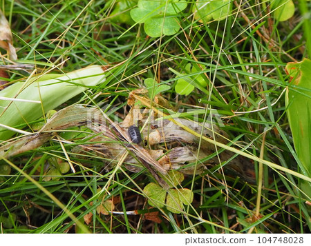 Pill bugs traveling through grasslands Popular among children Pill bugs traveling through grasslands Popular among children 104748028