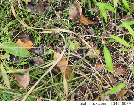 Pill bugs traveling through grasslands Popular among children Pill bugs traveling through grasslands Popular among children 104748029