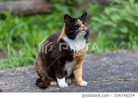 Calico in the park Calico in the park 104748254
