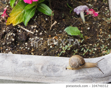I found a snail! A snail with horns, a creature of the rainy season 104748312