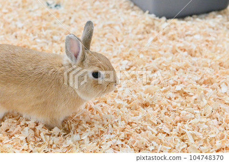 Rabbit Rabbit 104748370