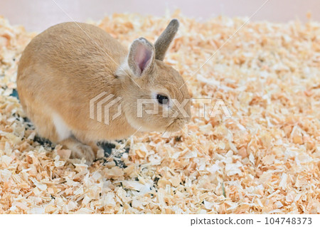 Rabbit  104748373