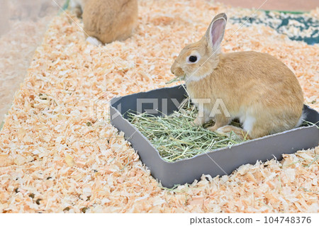 Rabbit Rabbit 104748376