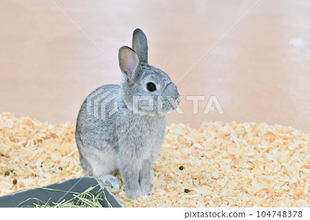 Rabbit Rabbit 104748378