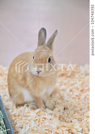 Rabbit  104748392