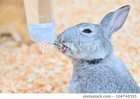 Rabbit drinking water 104748393