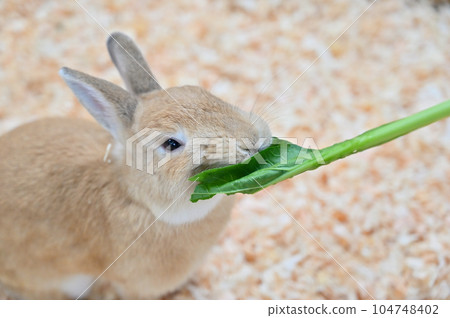 A rabbit eating Japanese mustard spinach 104748402