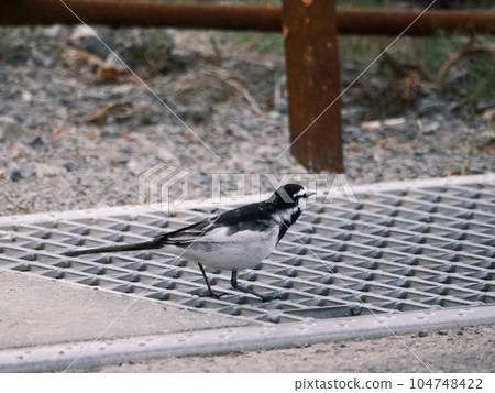 A white wagtail in the drain 104748422