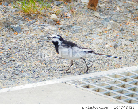 A white wagtail asking what is going on 104748425