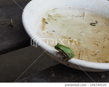 I found a tree frog! A small and cute frog 104748520