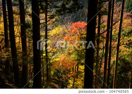 深秋的凪山登山道紅葉 9 岡山縣勝田郡凪町 104748565