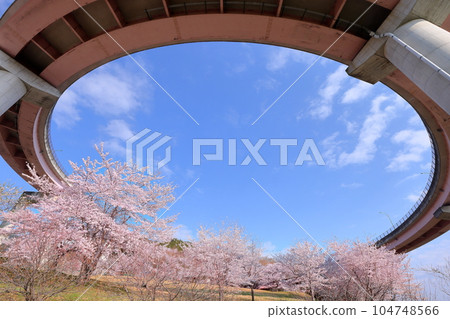 山梨縣南阿爾卑斯市栗渡新田、桃橋環線和桃橋公園盛開的染井吉野櫻花 山梨縣南阿爾卑斯市栗渡新田、桃橋環線和桃橋公園盛開的染井吉野櫻花 104748566