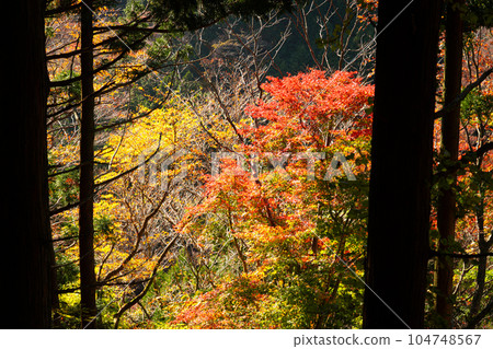 Mt. Nagi mountain trail Autumn foliage 10 Nagi-cho, Katsuta-gun, Okayama Prefecture Mt. Nagi mountain trail Autumn foliage 10 Nagi-cho, Katsuta-gun, Okayama Prefecture 104748567