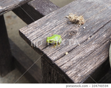 I found a tree frog! A small rain frog found in the garden I found a tree frog! A small rain frog found in the garden 104748594