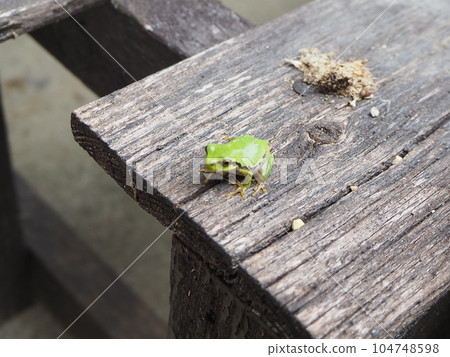 I found a tree frog! A small rain frog found in the garden 104748598