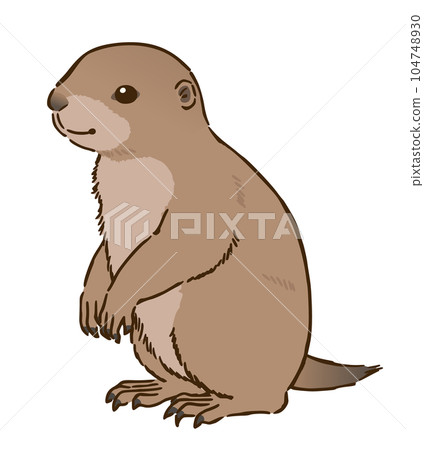 Prairie dog 104748930