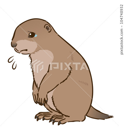 sad prairie dog 104748932