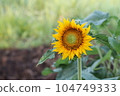 sunflowers blooming in the daytime Its yellow petals reveal brown pollen in the center. 104749333