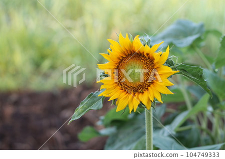 sunflowers blooming in the daytime Its yellow petals reveal brown pollen in the center. sunflowers blooming in the daytime Its yellow petals reveal brown pollen in the center. 104749333