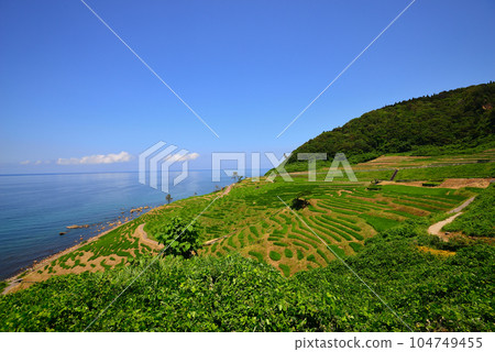 白米senmaida(石川縣輪島市) 白米senmaida(石川縣輪島市) 104749455