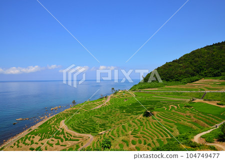 白米senmaida(石川縣輪島市) 白米senmaida(石川縣輪島市) 104749477