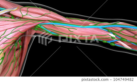 arm muscle anatomy for medical concept 3d rendering 104749482