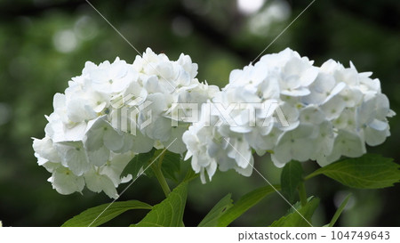 White hydrangea 104749643