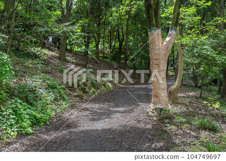 自然公園橡樹枯萎病蟲害防治材料 104749697