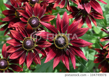 Rudbeckia Cherry Brandy (Asteraceae) Rudbeckia Cherry Brandy (Asteraceae) 104749978