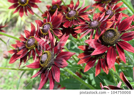 Rudbeckia Cherry Brandy (Asteraceae) 104750008