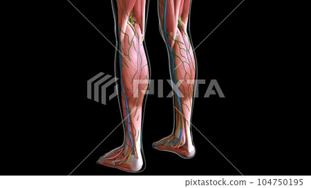 female leg muscles anatomy for medical concept 3d rendering 104750195