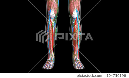 female leg muscles anatomy for medical concept 3d rendering female leg muscles anatomy for medical concept 3d rendering 104750196