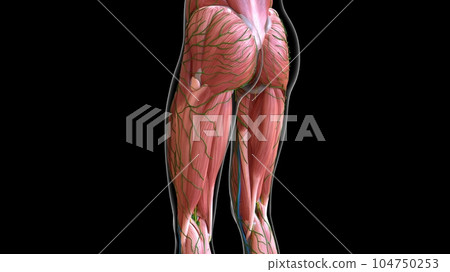 female leg and abdomen muscles anatomy for medical concept 3d rendering female leg and abdomen muscles anatomy for medical concept 3d rendering 104750253