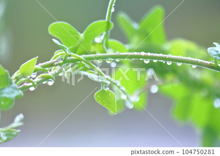 新鮮的綠色植物和水滴 104750281