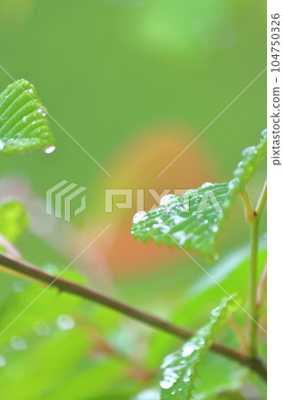 Fresh green plants and water droplets 104750326